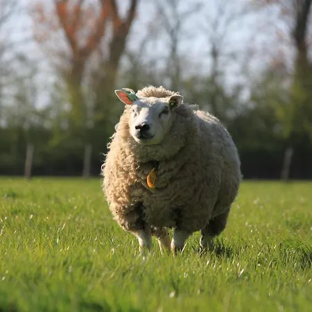 Op Zestien * Hippolytushoef